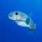 Porcupinefish